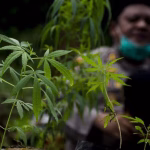 Negaraku Sayang, Tanahku Pinjam: Tentang Emas, Ganja, dan Logika yang Tertanam